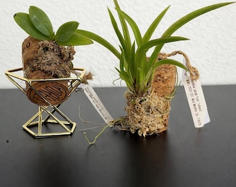 Mini Orchid Cork Pair | Set of 2 Mounted Orchids on Wine & Champagne Corks | Spring Orchid Duo | Curated Mini Orchid Set | Free Shipping