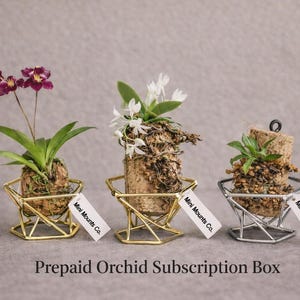 May include: Three miniature orchids in geometric metal holders. The orchids have purple, white, and green foliage. Each plant is mounted on a cork base. The text "Prepaid Orchid Subscription Box" is at the bottom of the image.