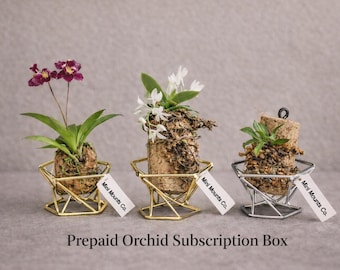 The Cork Collection – Prepaid Orchid Collector Program (3, 6 or 12 Months) – Free Shipping