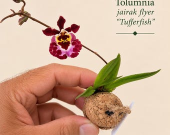 Established Tolumnia Orchid on Wine or Champagne Cork | Exact Plant | Miniature Mounted Orchid