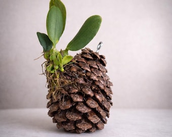 Mini Orchid Mounted on Pine Cone - Eco-Friendly Plant Décor - Rare Established Living Sculpture - Bulbophyllum / Oncidium