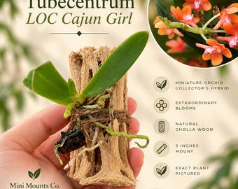 Mounted Miniature Orchids on Natural Cholla Wood | Rare Collector Orchids | Choose Your Exact Plant | Free Shipping