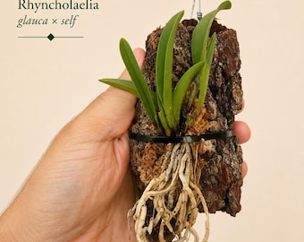 Mounted Orchid on Natural Oak Bark, Exact Plant