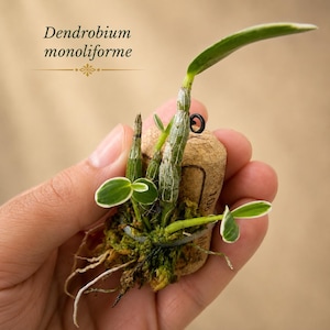 May include: A Dendrobium monoliforme orchid plant mounted on a natural cork stopper. The plant features green stems, small leaves with white edges, and visible roots nestled in green moss. A small black metal ring is attached to the top of the cork.
