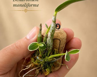Established Miniature Orchid on Reclaimed Cork | Exact Plant | Collector Living Art