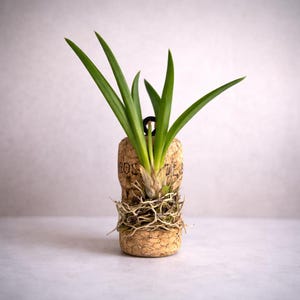 May include: A small green plant with long, slender leaves sprouts from a repurposed cork. The cork, with visible text, is surrounded by fine roots and moss. The plant is a unique decorative item.