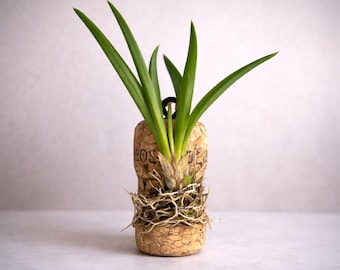 Mini Mounted Orchid on Reclaimed Champagne Cork – Live Tolumnia or Aerangis – Unique Wine Lover Gift – Free Shipping