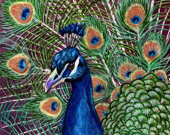 Peacock Watercolour print