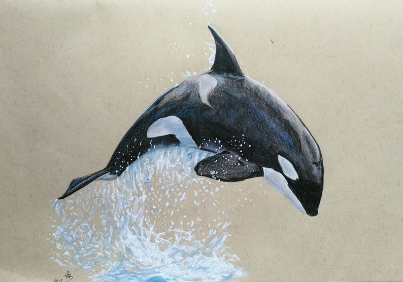 Dibujo de lápiz de color original de Orca Etsy
