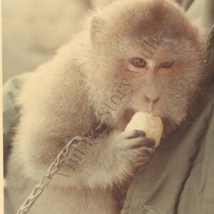 1960s Monkey Eating A Banana Vintage Color Photo (Digital Download)