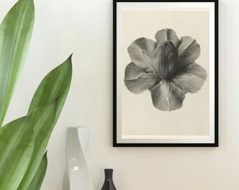 Form Studies in Nature | Antique Botanical Photography Prints (Set of 4)