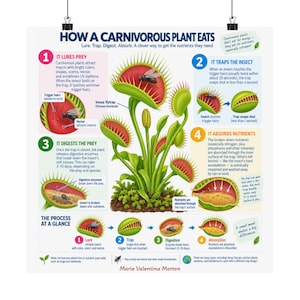 Poster om köttätande växters ätprocess | Venus flugfällas biologidiagram (pedagogisk väggkonst)