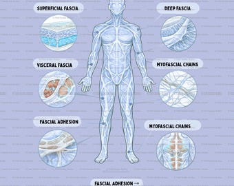 Digital download Fascia Fundamentals: Anatomy Study Guide to Fascial Lines, Movement, and the Body’s Connective Network