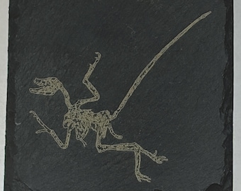 Fossil Series Slate Coasters
