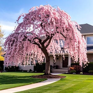 Gråtande körsbärsblomsfrön GMO-fri trädgård