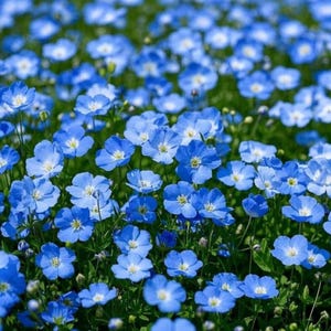 Könnte beinhalten: Ein Feld mit leuchtend blauen Blumen mit gelben Zentren. Die Blumen stehen in voller Blüte und bilden einen dichten Teppich aus Farbe vor einem Hintergrund aus grünem Laub. Eine natürliche, florale Szene.