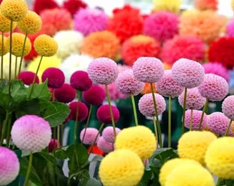 Semillas de crisantemos y pompones de colores variados