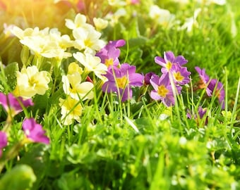 Primula Blumensamen gemischte Primrose Staude