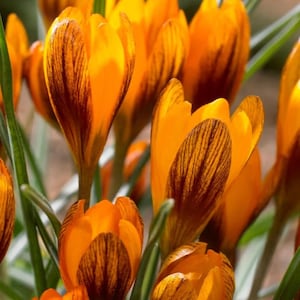 May include: Close-up of vibrant orange crocus flowers with dark brown striped patterns on the petals. The flowers are in various stages of bloom, surrounded by green leaves. A natural, botanical theme.