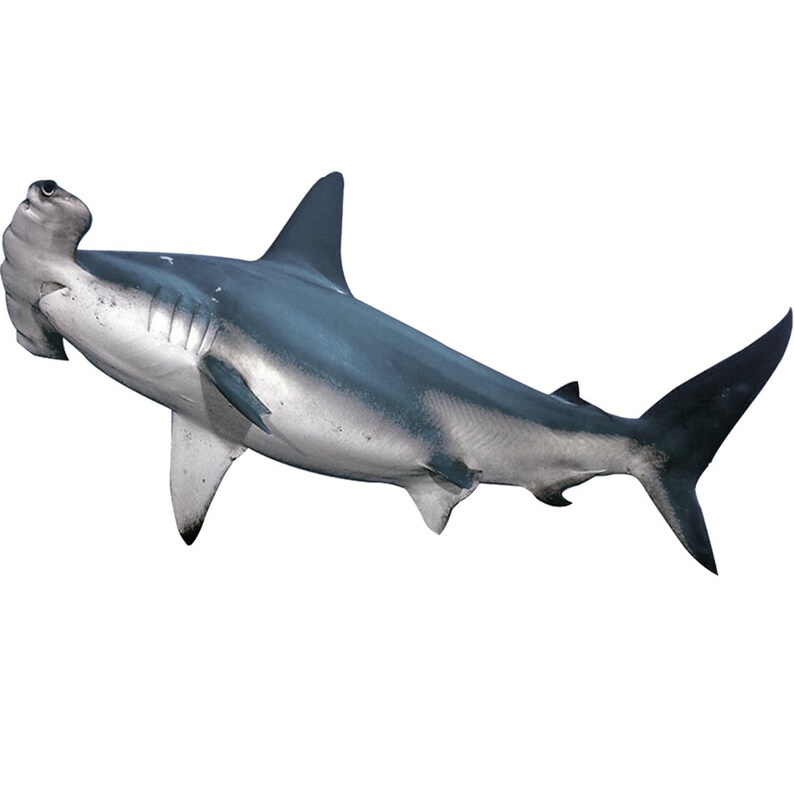 May include: A hammerhead shark with a distinctive hammer-shaped head, a dark blue dorsal side, and a lighter underside, swimming in clear water.