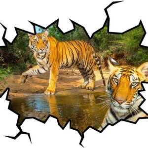 May include: Two tigers, one standing in a stream of water and the other looking out from the edge of a cracked, white background.