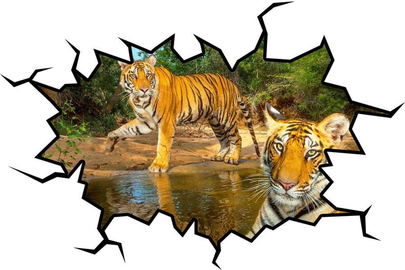 May include: Two tigers, one standing in a stream of water and the other looking out from the edge of a cracked, white background.