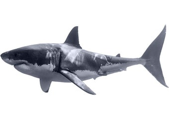 Shark Wall Decal Great White Shark Realistic Peel And Etsy Norway
