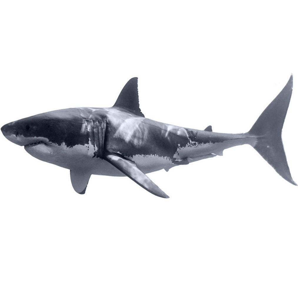 Shark Wall Decal Great White Shark Realistic Peel And Etsy