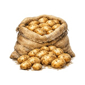May include: A watercolor illustration of a burlap sack overflowing with freshly harvested potatoes. The potatoes are a light brown color with some dirt still clinging to their skins. Some potatoes are scattered around the base of the sack.