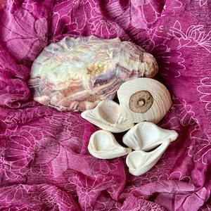 Natural Shell Pieces & Oyster Shell 6 - Piece Set Found in Homer, Alaska