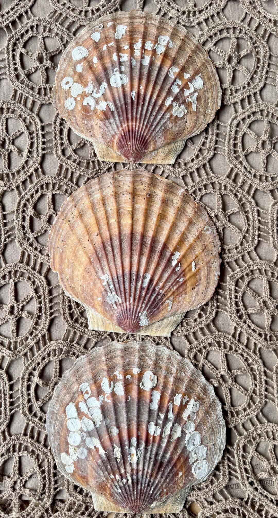 Shell Weathervanes Rustic Weathervane Scallop Shell, 3- (6 - 6 1/2