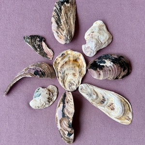 May include: A collection of various seashells arranged in a circular pattern. The shells display a range of colors, including beige, brown, and black, with unique patterns and textures. The background is a solid mauve color.