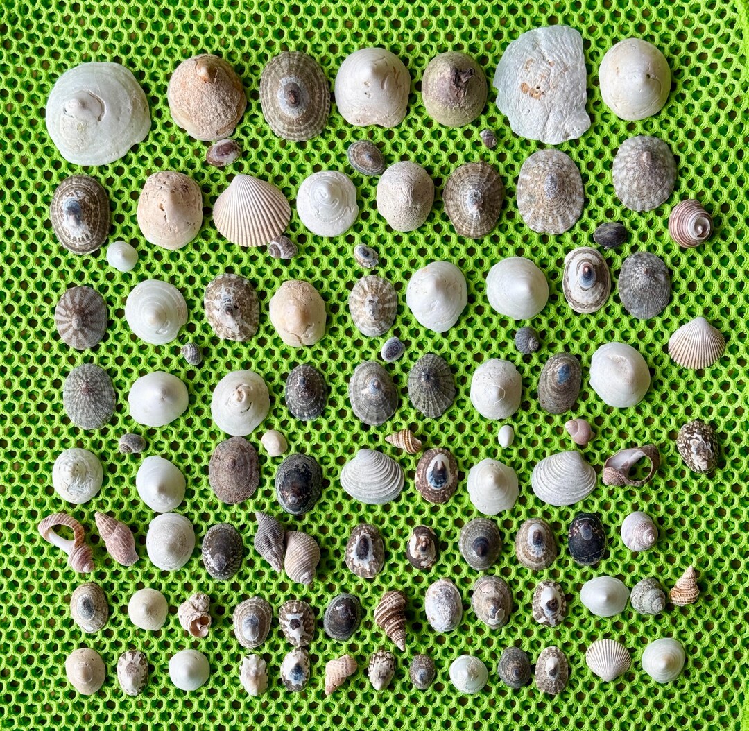 Alaskan Sea Shells - 90 Piece Set, Coastal Craft Supply - Etsy