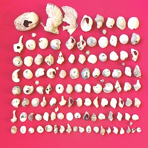 May include: A collection of various seashells in shades of white, cream, and tan, arranged on a vibrant red background. The assortment includes conch shells, spiral shells, and other unique shapes and sizes, perfect for beach-themed decor or crafts.