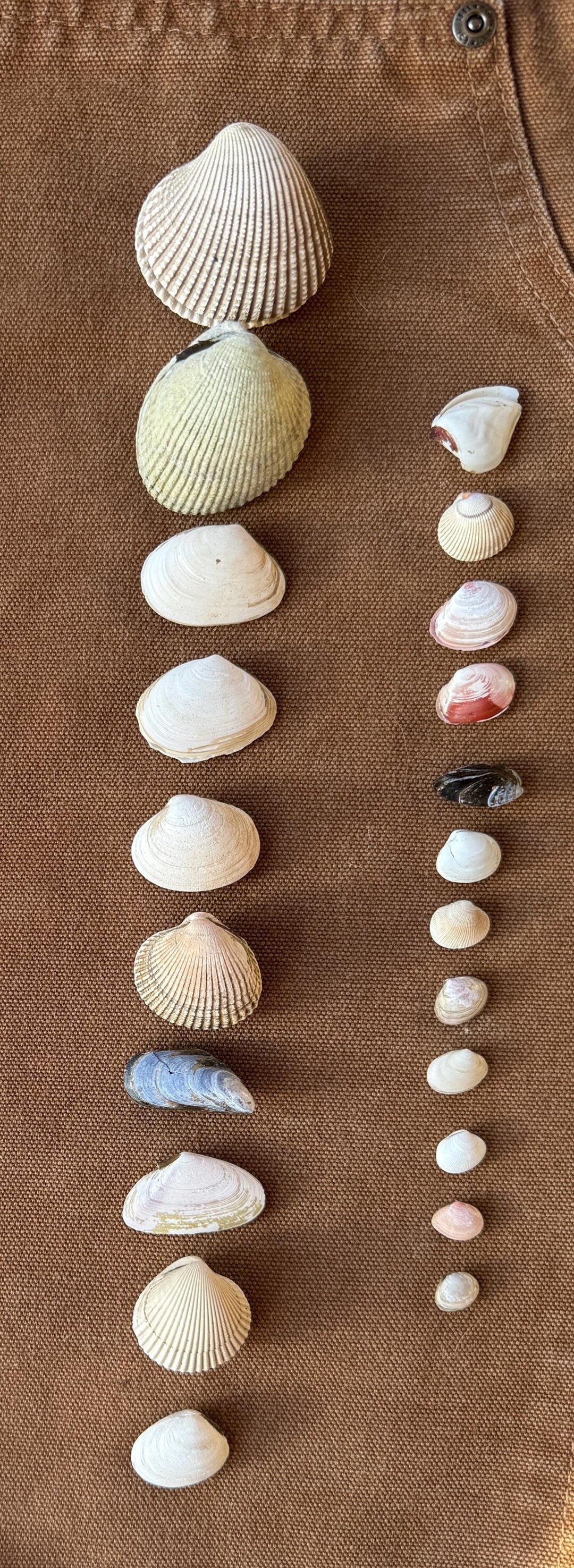 Alaska Seashell Set – Whole Clam, Mussel & Conkle Shells, Coastal Decor ...