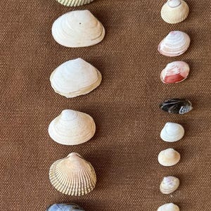 May include: An assortment of seashells in various sizes and shapes, arranged on a brown fabric surface. The shells display a range of colors, including white, cream, and hints of pink and blue. The shells are of different sizes, from large to small.