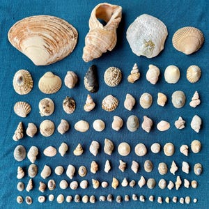 May include: A collection of various seashells in shades of beige, tan, and white, arranged on a blue surface. The assortment includes large, fan-shaped shells, spiral shells, and small, round shells, showcasing diverse shapes and textures.