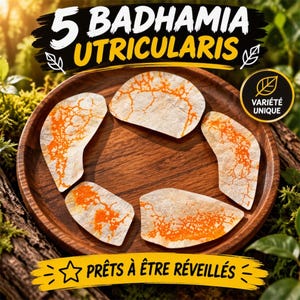 5 sclérotes de blob badhamia utricularis-slime mold-culture-science gift-at home lab-schleimpilz