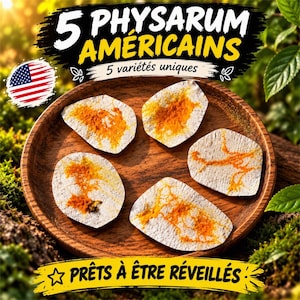 Può includere: Cinque dischi bianchi, circolari e testurizzati con vivaci motivi arancioni simili a vene, disposti su un piatto di legno rotondo. Il testo recita 5 PHYSARUM AMÉRICAINS, 5 variétés uniques e PRÊTS À ÊTRE RÉVEILLÉS, con una piccola icona della bandiera USA.
