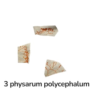 Può includere: Tre pezzi di materiale strutturato bianco sporco con intricati motivi arancioni a forma di venatura. Il testo in basso recita "3 physarum polycephalum".