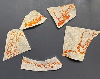 5-Klumpen-Sklerotien – Physarum polycephalum – Lebender Schleimpilz – Einfache Kultivierung – Wissenschaftliches Experiment