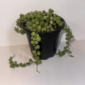 Op de afbeelding: Een Senecio rowleyanus plant, bekend als erwtenplant, met talloze kleine, bolvormige, groene vetplantblaadjes aan dunne stengels die over de randen van een eenvoudige, zwarte, cilindrische plastic kweekpot met aarde naar beneden hangen.