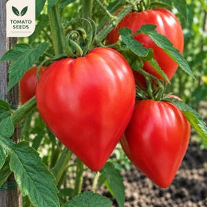 Op de afbeelding: Meerdere hartvormige rode tomaten hangen aan een groene wijnstok met gekartelde bladeren. De tomaten hebben een gladde, glanzende schil en een puntige onderkant. Een klein wit label in de linkerbovenhoek toont de tekst TOMATO SEEDS.