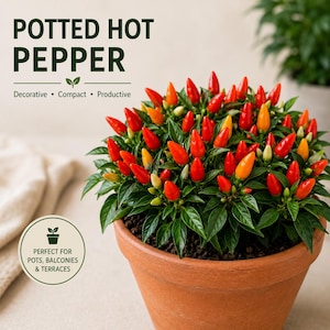 Puede incluir: Una planta de chile en maceta de terracota con hojas de color verde oscuro y numerosos chiles pequeños y cónicos en tonos rojos, naranjas y amarillos. El texto dice: POTTED HOT PEPPER, Decorative, Compact, Productive, PERFECT FOR POTS, BALCONIES & TERRACES.