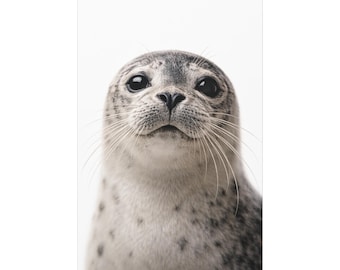 Retrato fofo de uma foca-comum em tela