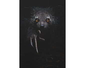 Aye-Aye Shadow Reach