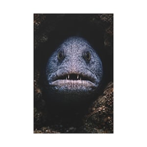 May include: Close-up of a wolf eel's head, emerging from a dark crevice. The eel has a blue-grey textured skin, prominent yellow eyes, and visible teeth. The background is a dark, shadowy environment.