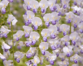 5 Japanese Wisteria Seeds | Climbing Flower Vine, Perennial Garden Plant, Color Varies