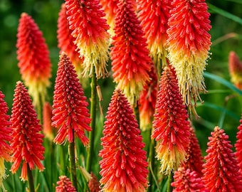 Red Hot Poker Seeds: Kniphofia Perennial Torch Lily Garden Plant (25 Seeds)