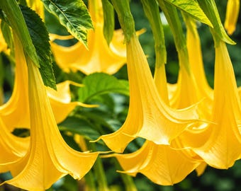 10 Angel Trumpet Seeds Brugmansia Fragrant Flower Seeds Tropical Garden Plant Non GMO